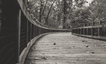 The Bridge Back